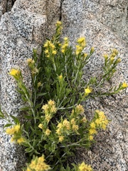 Ericameria discoidea