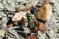 Cicindela purpurea