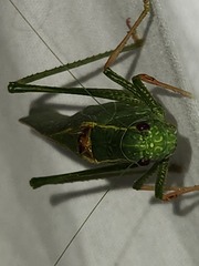 Microcentrum californicum