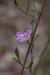 Thysanotus