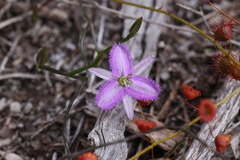 Thysanotus