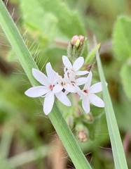 Stevia viscida