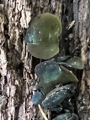 Chlorencoelia versiformis