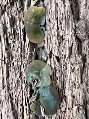 Chlorencoelia versiformis