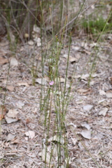 Thysanotus