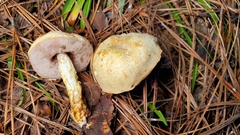 Austroboletus subflavidus