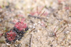 Drosera patens