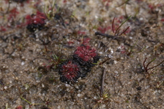 Drosera patens