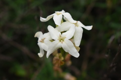 Mathewsia foliosa