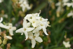 Mathewsia foliosa
