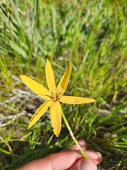 Pauridia linearis