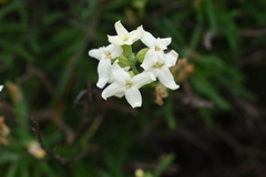 Mathewsia foliosa