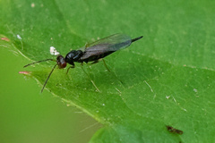 Tetrastichinae