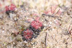 Drosera patens