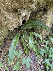 Polystichum lonchitis