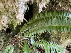 Polystichum lonchitis