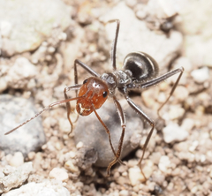 Myrmecocystus melliger