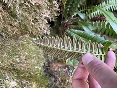Polystichum lonchitis