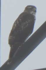 Buteo jamaicensis