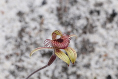 Caladenia discoidea