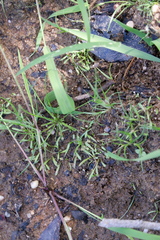 Glossostigma cleistanthum