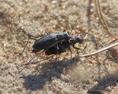 Cicindela punctulata