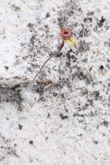 Caladenia discoidea