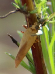 Virbia aurantiaca