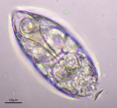 Colurella