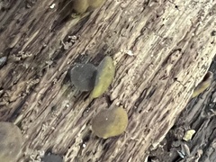 Chlorencoelia versiformis