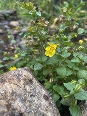 Erythranthe tilingii