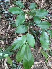 Archidendron lucidum