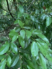 Cryptocarya chinensis