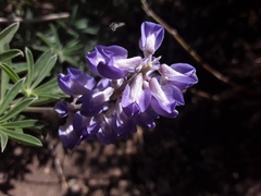 Lupinus