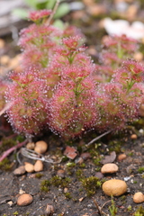 Drosera stolonifera