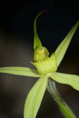 Caladenia xanthochila