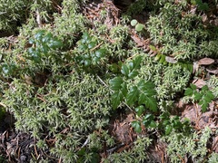Coptis aspleniifolia