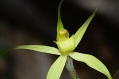 Caladenia xanthochila