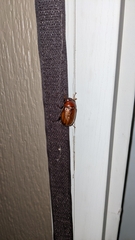 Phyllophaga