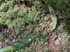 Coptis aspleniifolia