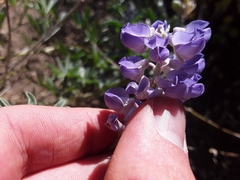 Lupinus