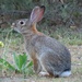 Desert Cottontail - Photo (c) tkellerrio, some rights reserved (CC BY-NC), uploaded by tkellerrio