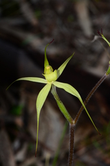 Caladenia xanthochila