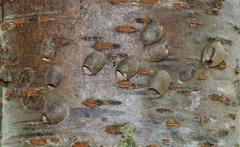 Limacodidae