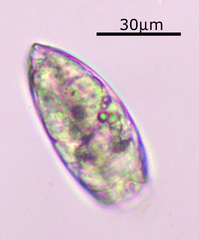 Colurella