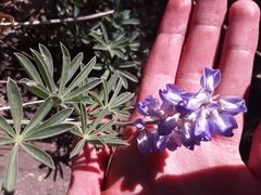 Lupinus