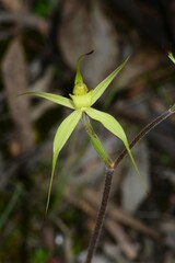 Caladenia xanthochila