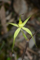 Caladenia xanthochila