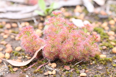 Drosera stolonifera