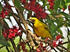 Ploceus cucullatus spilonotus